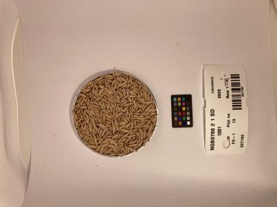 Click for 1 image(s) for this accession. SEED
